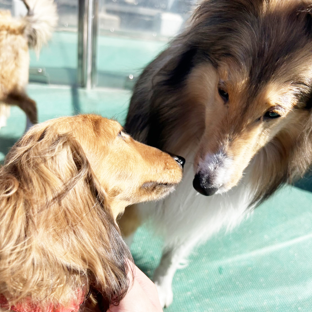 生徒が撮影したモデル犬の写真②